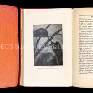 Step, Edward: -The Ant. –