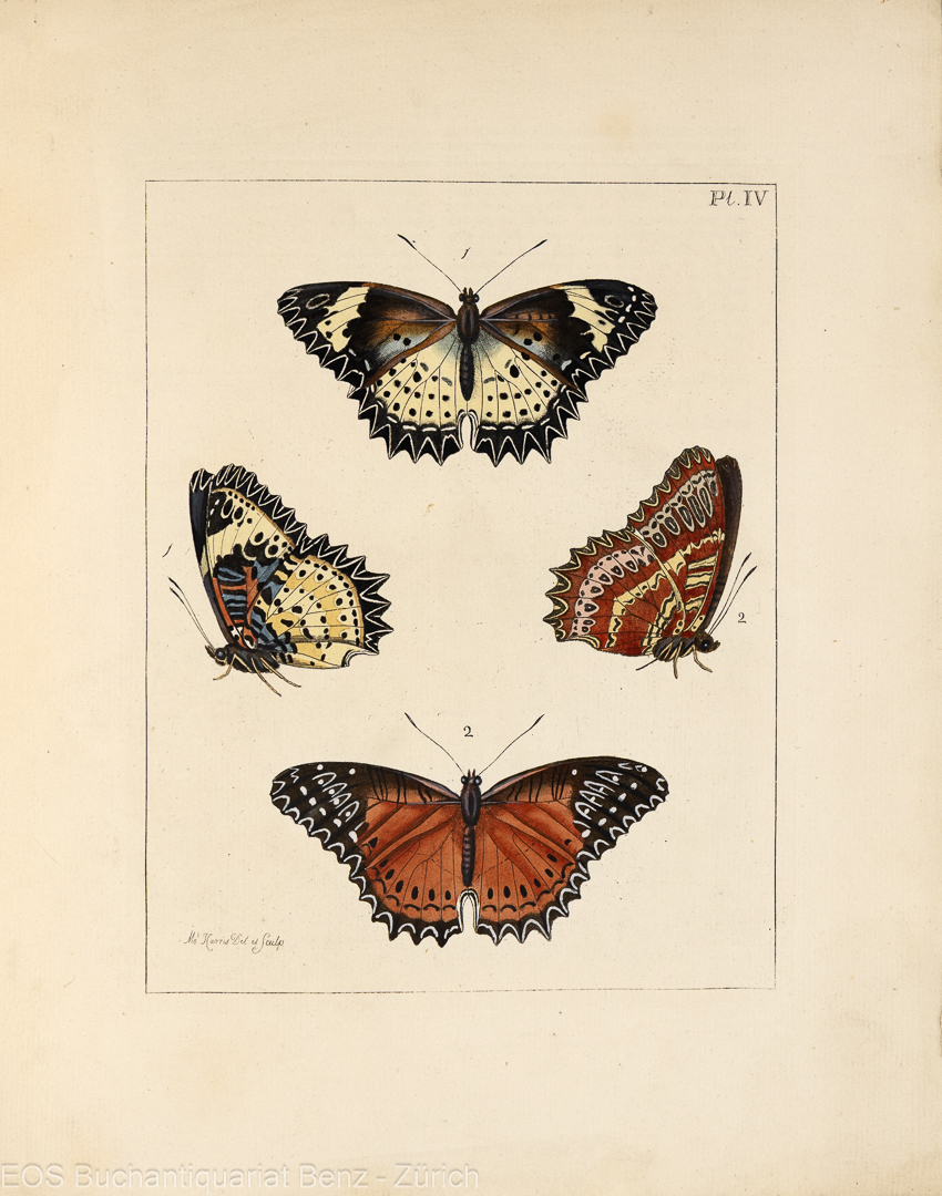 Drury, Dru: Illustrations of Natural History. – – Bild 3