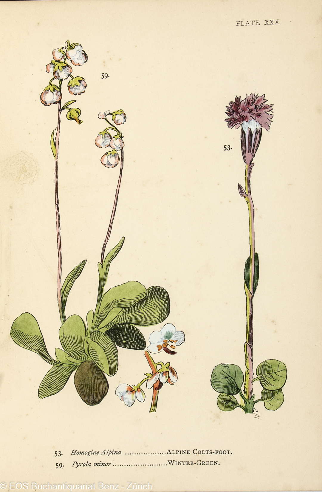Pratten, Mary A.: My Hundred Swiss Flowers, – Bild 2