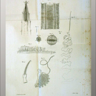 Cloquet, Jules(-Germain): -Anatomie des vers intestinaux.